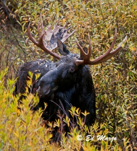 Large Bull Moose in Big Cottonwood Canyon
